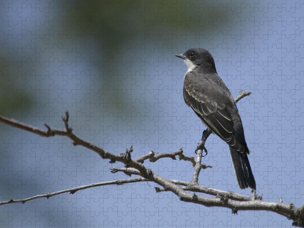 Kingbird-eastern- Birds- Kingbird- Birds Of Colorado- Jigsaw Puzzle featuring the photograph Calm by Rae Ann M Garrett
