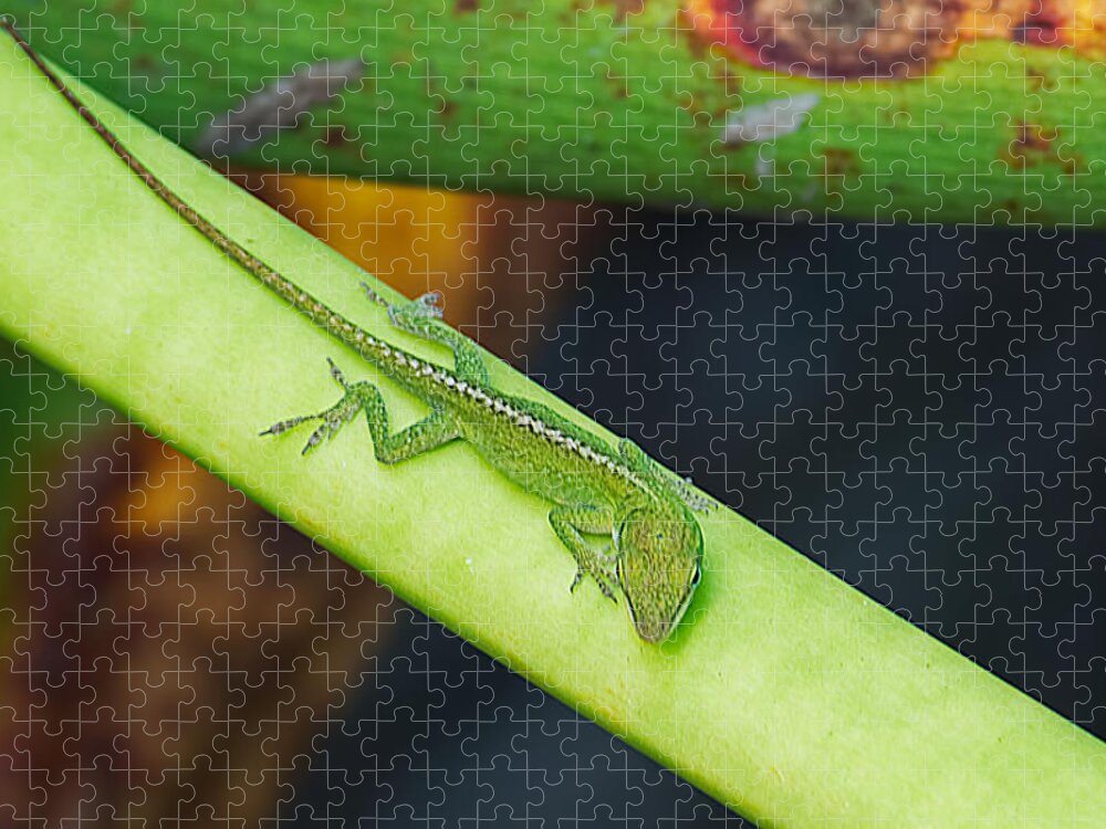 Anole Jigsaw Puzzle featuring the photograph Camouflage by Kenneth Albin