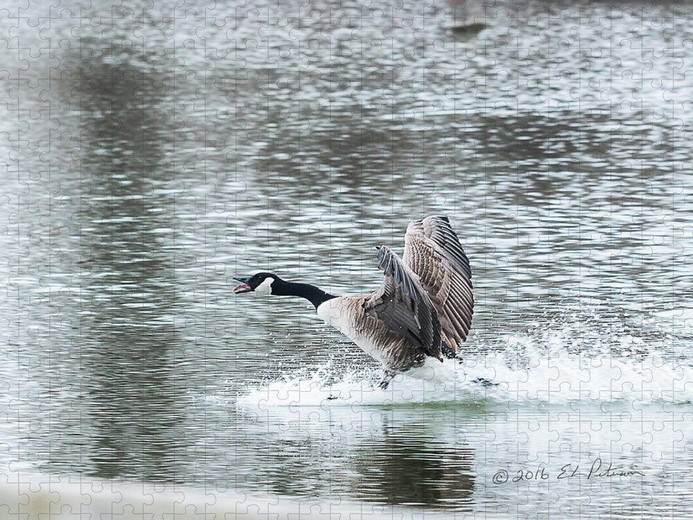Heron Heaven Jigsaw Puzzle featuring the photograph Canada Goose Landing 2 by Ed Peterson