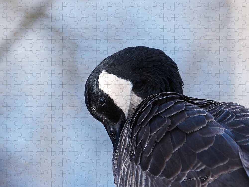 Heron Heaven Jigsaw Puzzle featuring the photograph Canada Goose Preening 2 by Ed Peterson