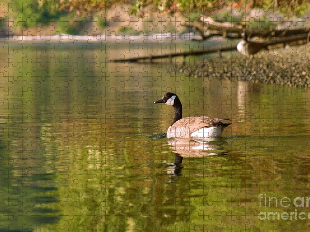 Photography Jigsaw Puzzle featuring the photograph Canada Goose by Sean Griffin