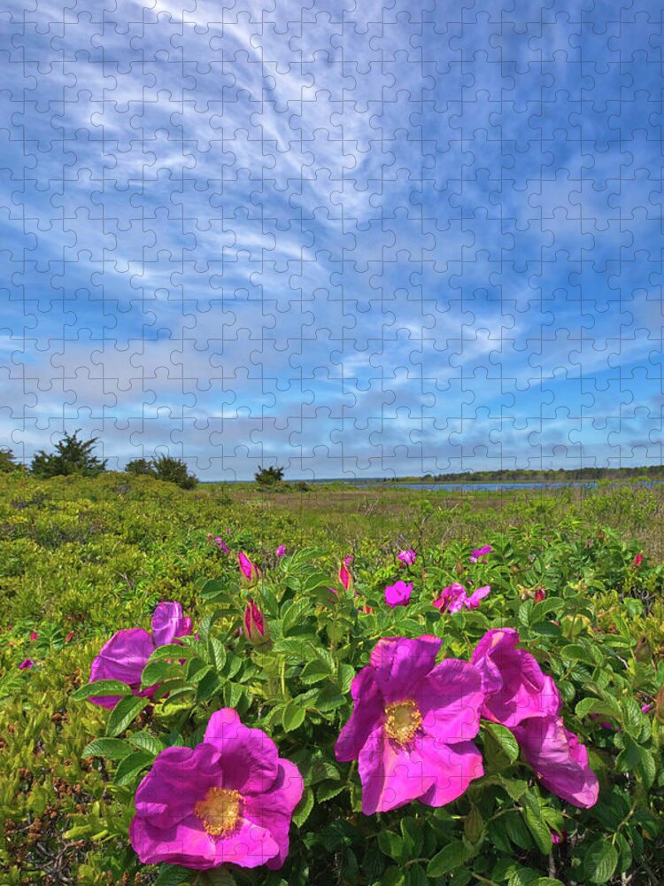 Mashpee National Wildlife Refuge Jigsaw Puzzle featuring the photograph Cape Cod Wild Roses at the Mashpee National Wildlife Refuge by Juergen Roth