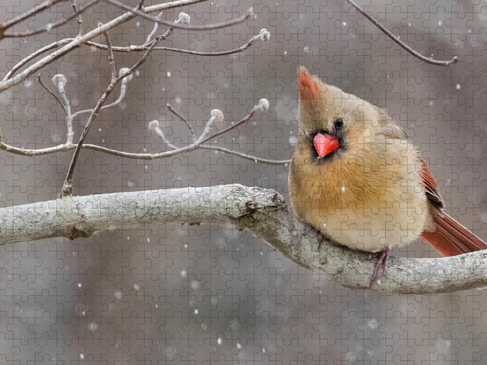 Da* 300 Jigsaw Puzzle featuring the photograph Cardinal and Falling Snow by Lori Coleman