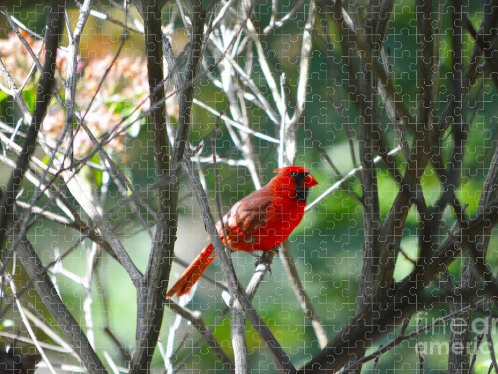Birds Jigsaw Puzzle featuring the photograph Cardinal by Dani McEvoy