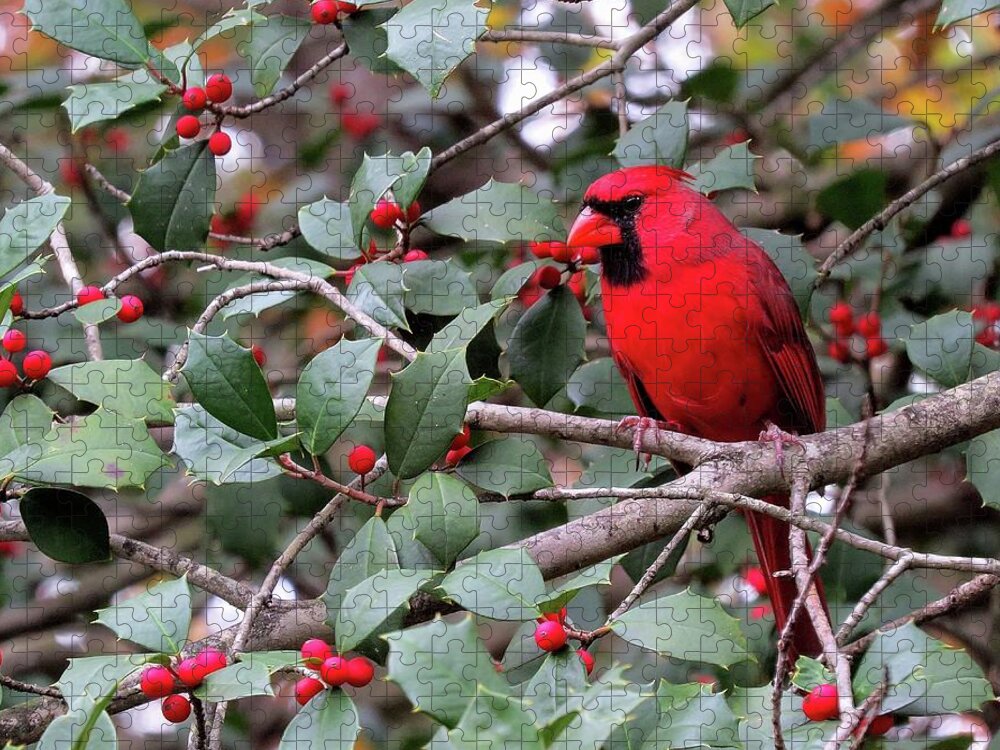 Male Cardinal Jigsaw Puzzle featuring the photograph Cardinal in Holly Tree by Linda Stern