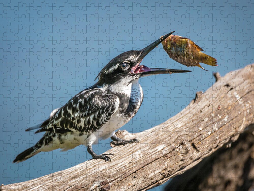 Africa Jigsaw Puzzle featuring the photograph Catch by James Capo