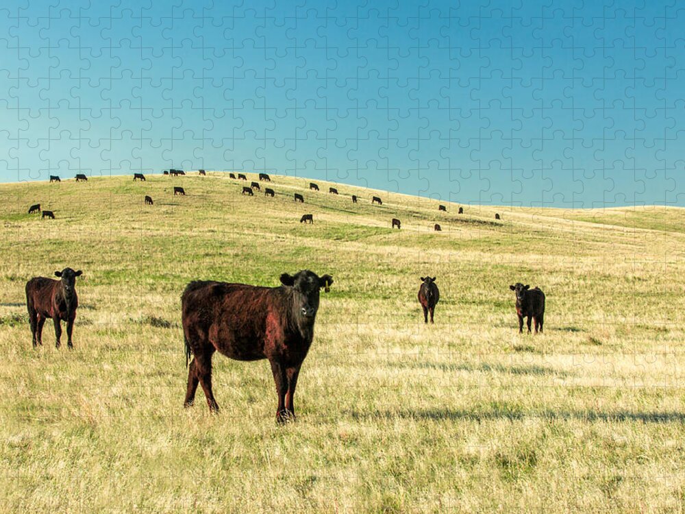 Cattle Jigsaw Puzzle featuring the photograph Cattle Grazing on the Plains by Todd Klassy