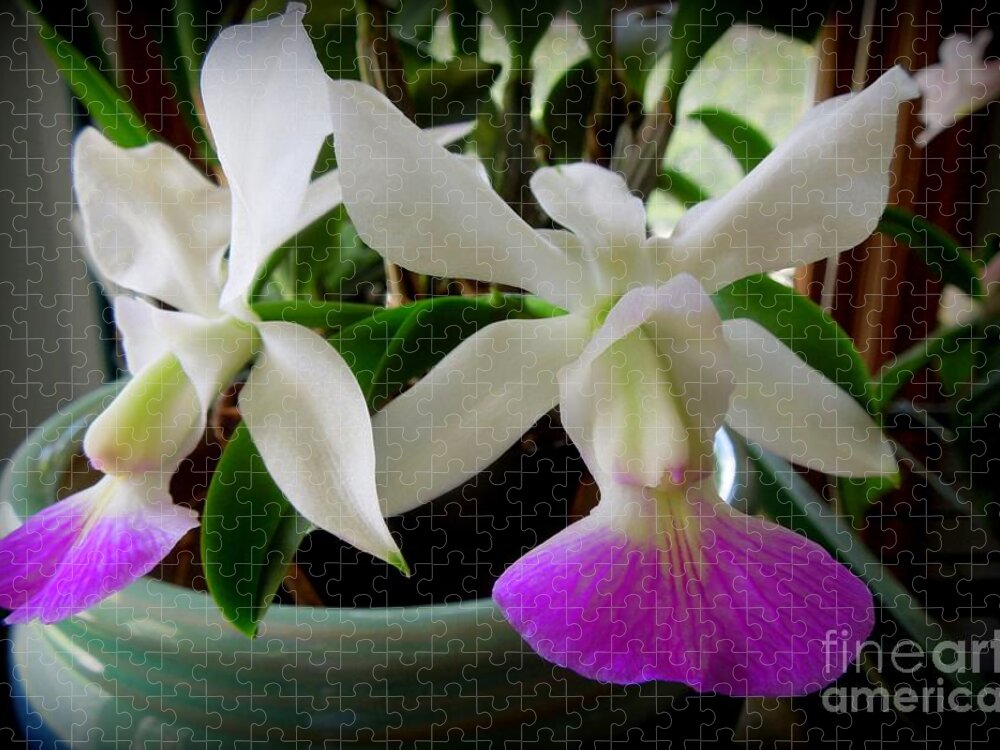 Cattleya Jigsaw Puzzle featuring the photograph Cattleya walkeriana semi-alba 'Carmela' orchid by Renee Trenholm
