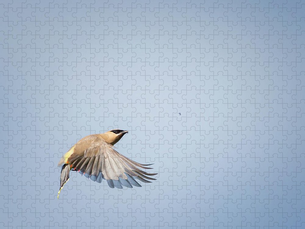 Birds In Flight Jigsaw Puzzle featuring the photograph Cedar Waxwing in Flight by Bill Wakeley