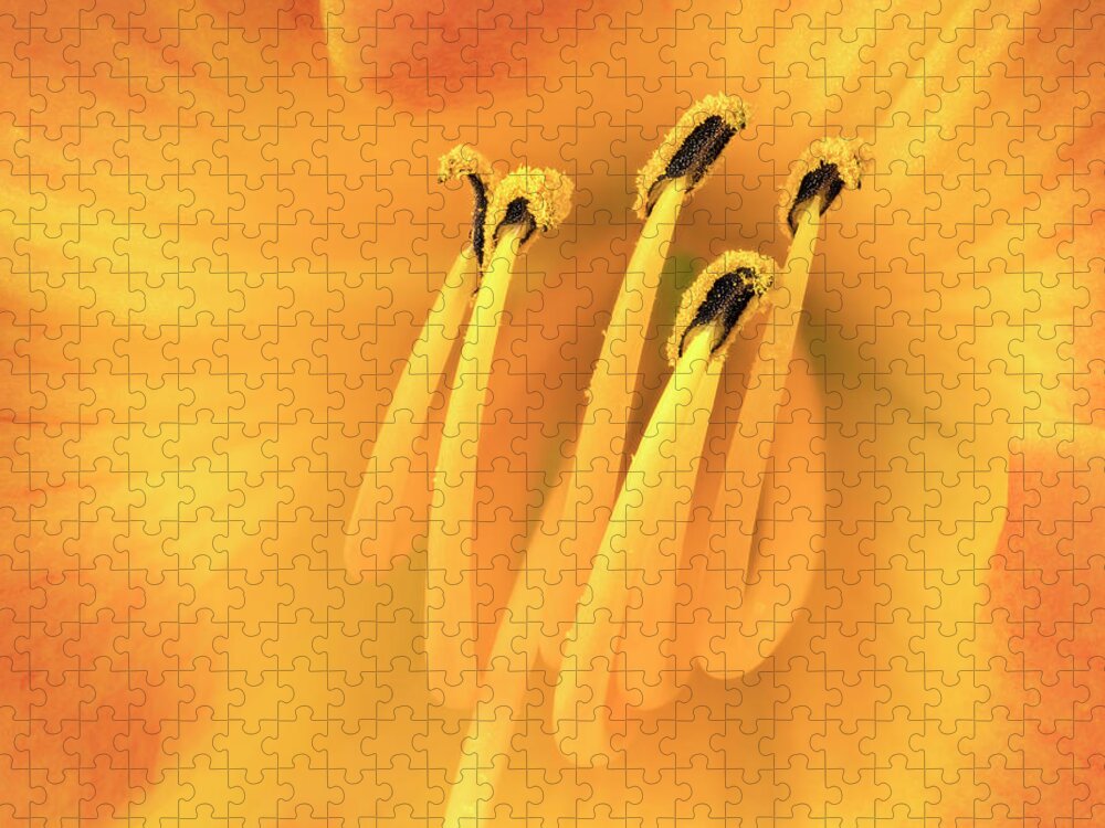 Lily Jigsaw Puzzle featuring the photograph Center of an orange Daylily by Jim Hughes
