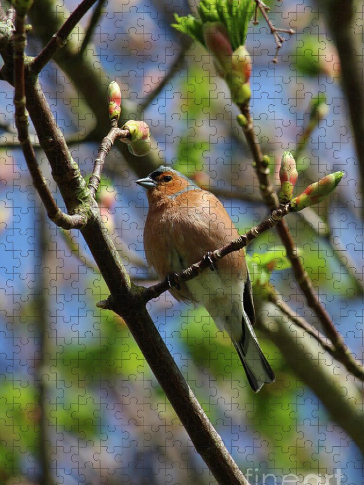 Fringilla Coelebs Jigsaw Puzzle featuring the photograph Chaffinch Tree Shoots Donegal by Eddie Barron