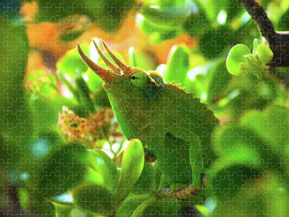 Chameleon Jigsaw Puzzle featuring the photograph Chameleon King by Christopher Johnson