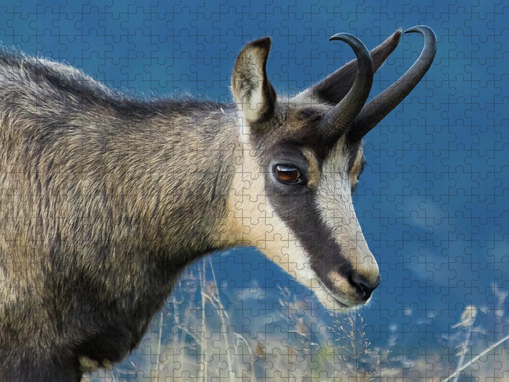 Chamois Jigsaw Puzzle featuring the photograph Chamois by Paul MAURICE