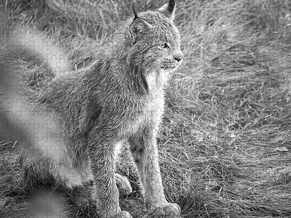 Lynx Jigsaw Puzzle featuring the photograph Champion Mama Lynx bw by Tim Newton