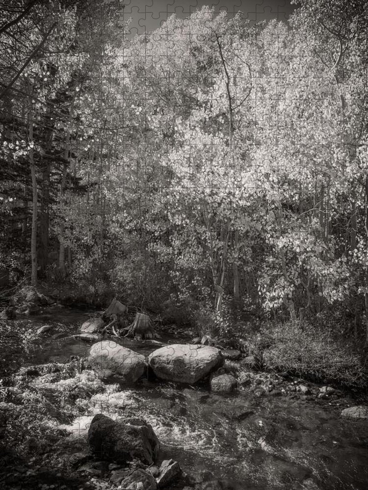 Bishop Creek Jigsaw Puzzle featuring the photograph Changing Aspens Along Bishop Creek in Black and White by Lynn Bauer