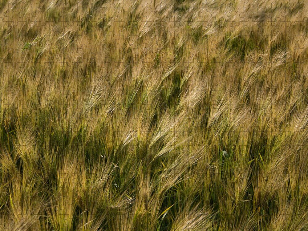 Changing Wheat Jigsaw Puzzle featuring the photograph Changing Wheat by Dylan Punke