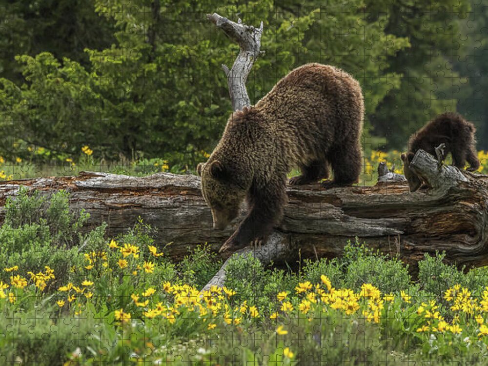 Bear Jigsaw Puzzle featuring the photograph Checking Out A Log by Yeates Photography