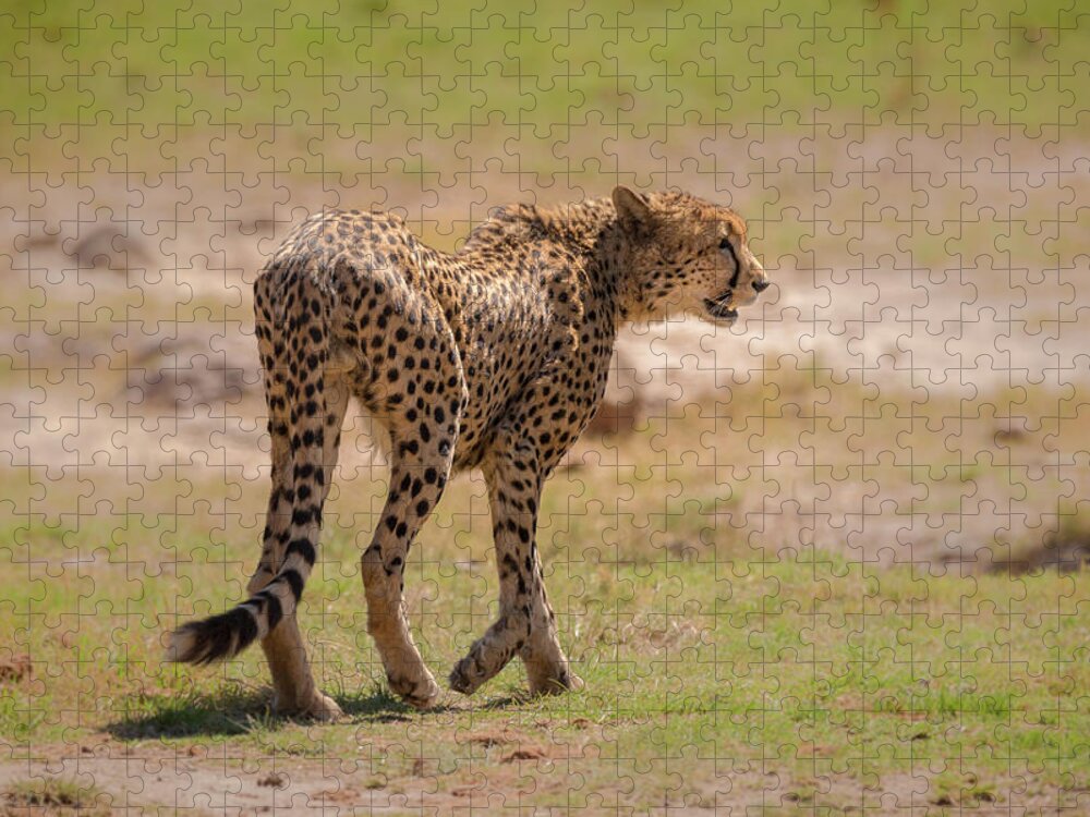Acinonyx Jubatus Jigsaw Puzzle featuring the photograph Cheetah by James Capo
