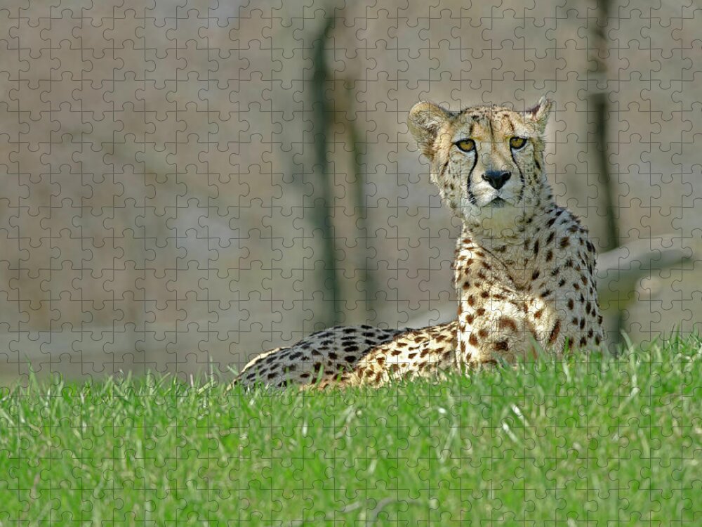 Cheetah Jigsaw Puzzle featuring the photograph Cheetah by JT Lewis