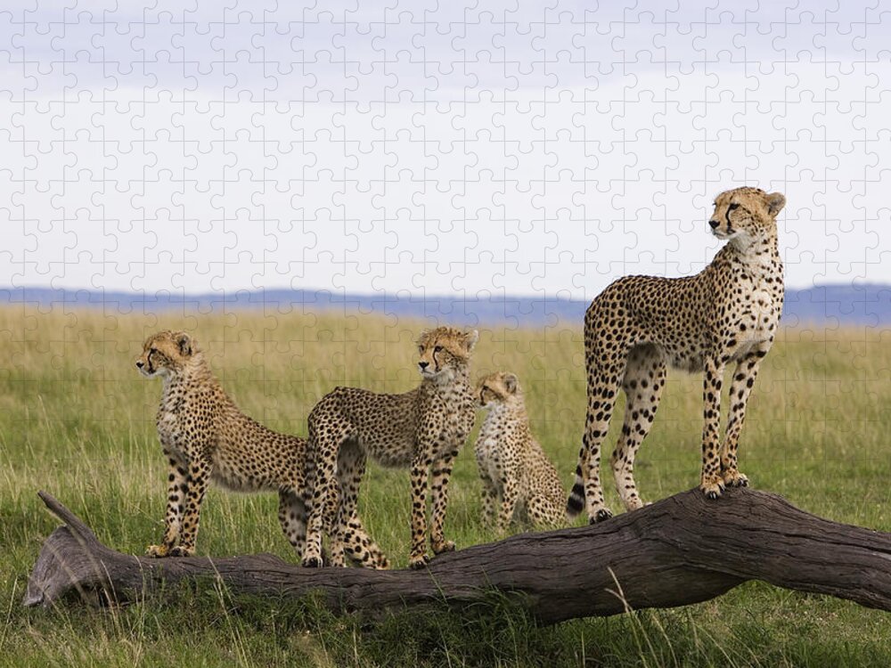 00761701 Jigsaw Puzzle featuring the photograph Cheetah Mother Cubs Masai Mara National by Suzi Eszterhas