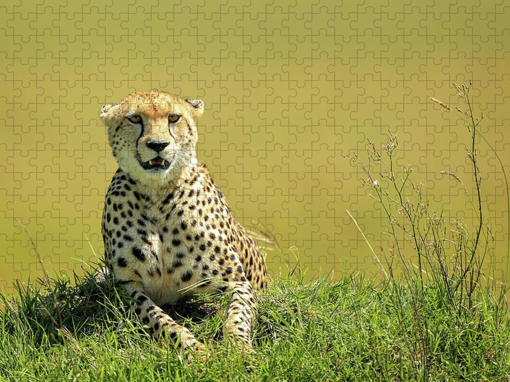Cheetah Jigsaw Puzzle featuring the photograph Cheetah on Alert by Steven Upton