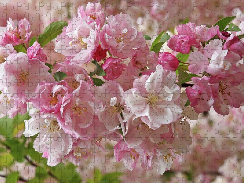 Cherry Blossom Jigsaw Puzzle featuring the photograph Cherry Blossom Closeup by Gill Billington