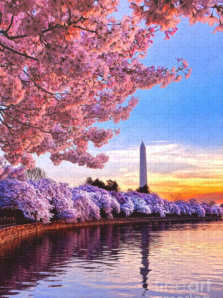 Washington Jigsaw Puzzle featuring the photograph Cherry Blossom Festival by Olivier Le Queinec