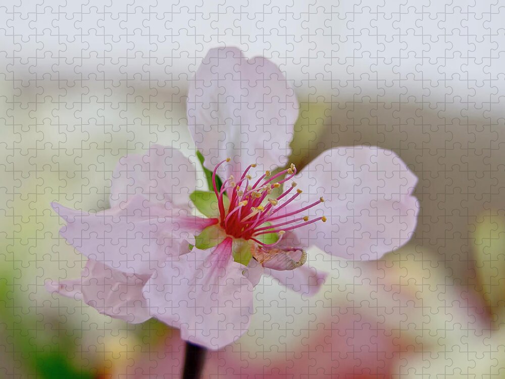 Cherry Jigsaw Puzzle featuring the photograph Cherry Blossom I by Elena Perelman
