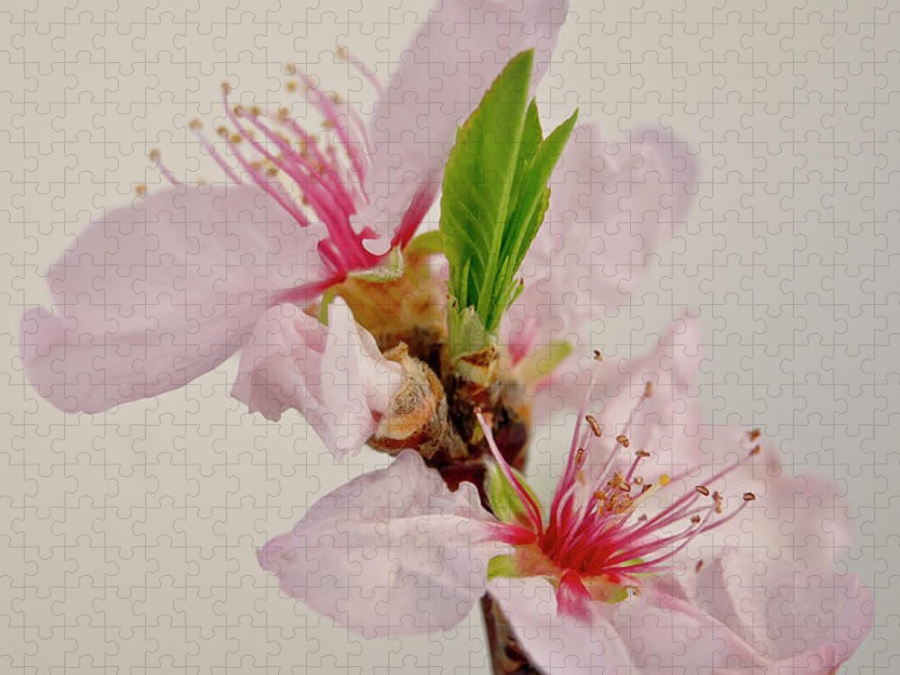 Cherry Jigsaw Puzzle featuring the photograph Cherry blossom III by Elena Perelman