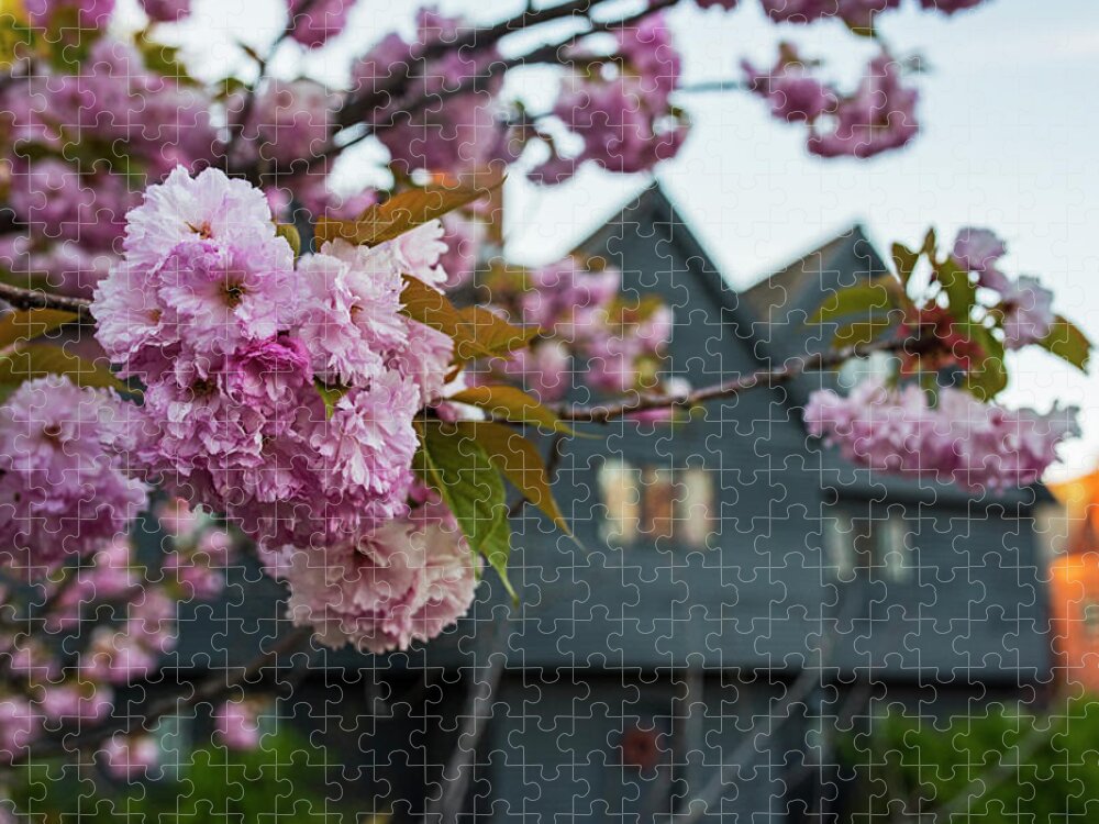 Salem Jigsaw Puzzle featuring the photograph Cherry Blossoms in front of the Salem Witch House Salem MA by Toby McGuire