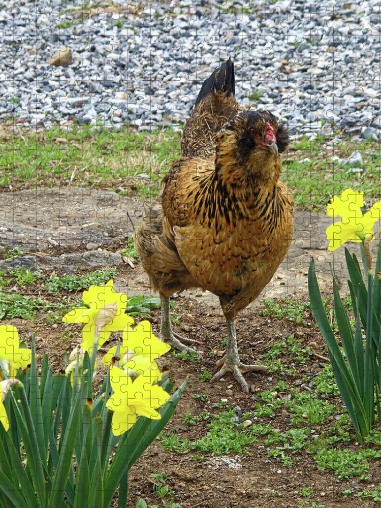 Chicken Walking Among Yellow Daffodils Jigsaw Puzzle featuring the photograph Chicken Among Daffodils by Sally Weigand