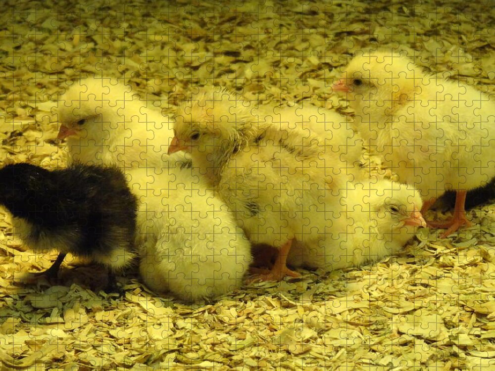 Baby Jigsaw Puzzle featuring the photograph Chicks by Laurel Best