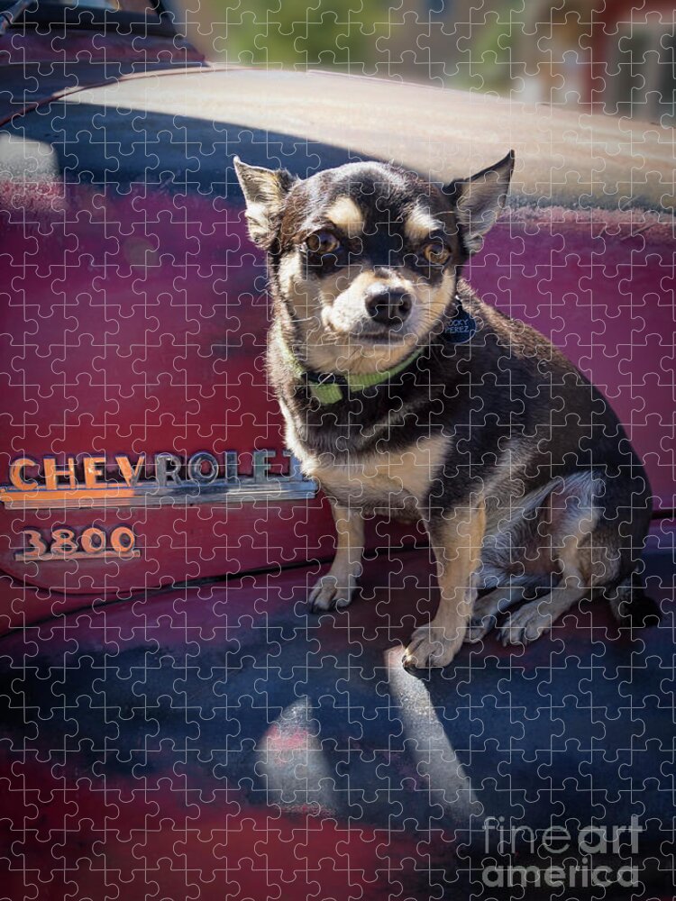 Chihuahua on a Chevrolet Jigsaw Puzzle