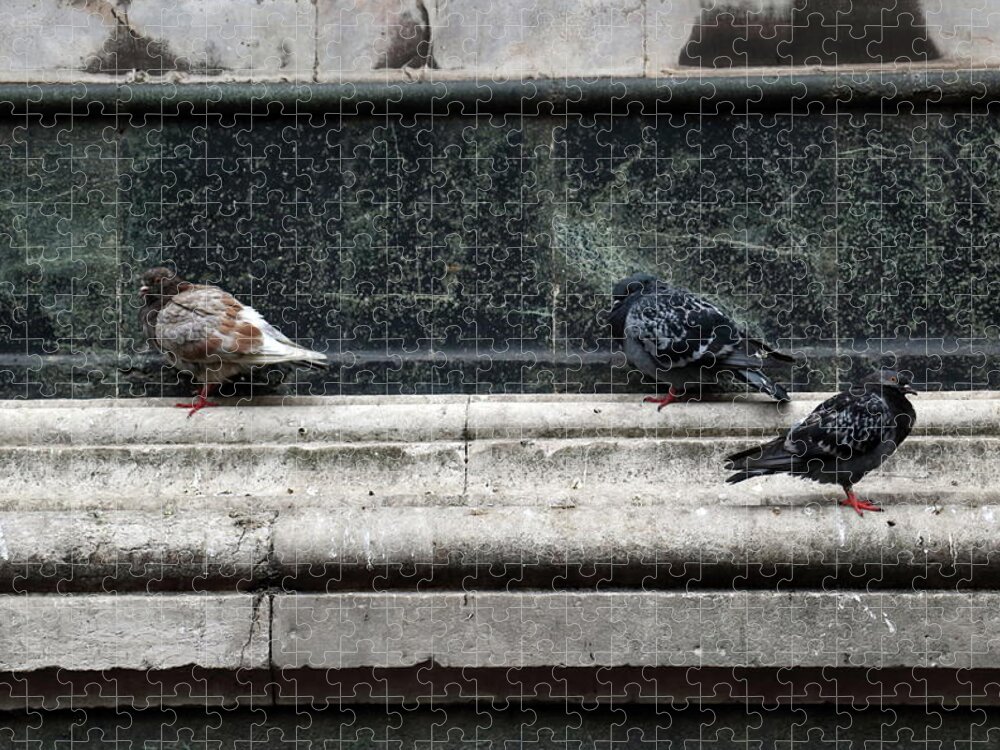 Pidgeon Jigsaw Puzzle featuring the photograph Chilly Day Duomo by Laura Davis