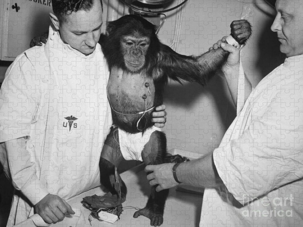 (31 Jan. 1961) --- Chimpanzee Jigsaw Puzzle featuring the photograph Chimpanzee Ham with bio sensors attached readied by handlers for his trip in the Mecury Redstone 2 by Vintage Collectables