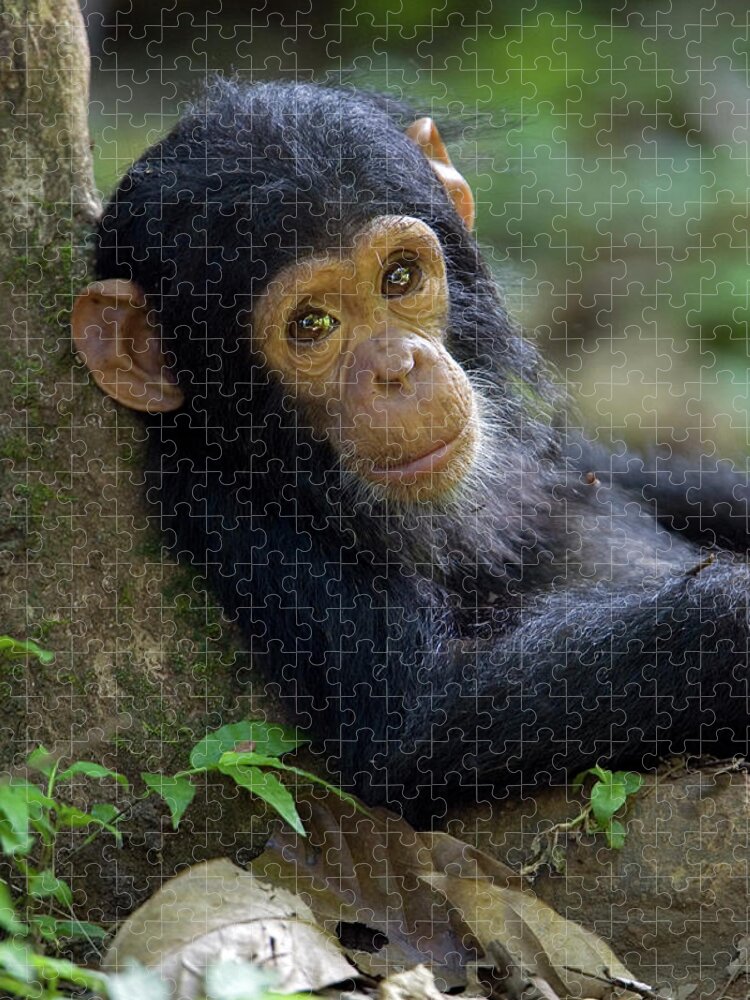 Mp Jigsaw Puzzle featuring the photograph Chimpanzee Pan Troglodytes Baby Leaning by Ingo Arndt