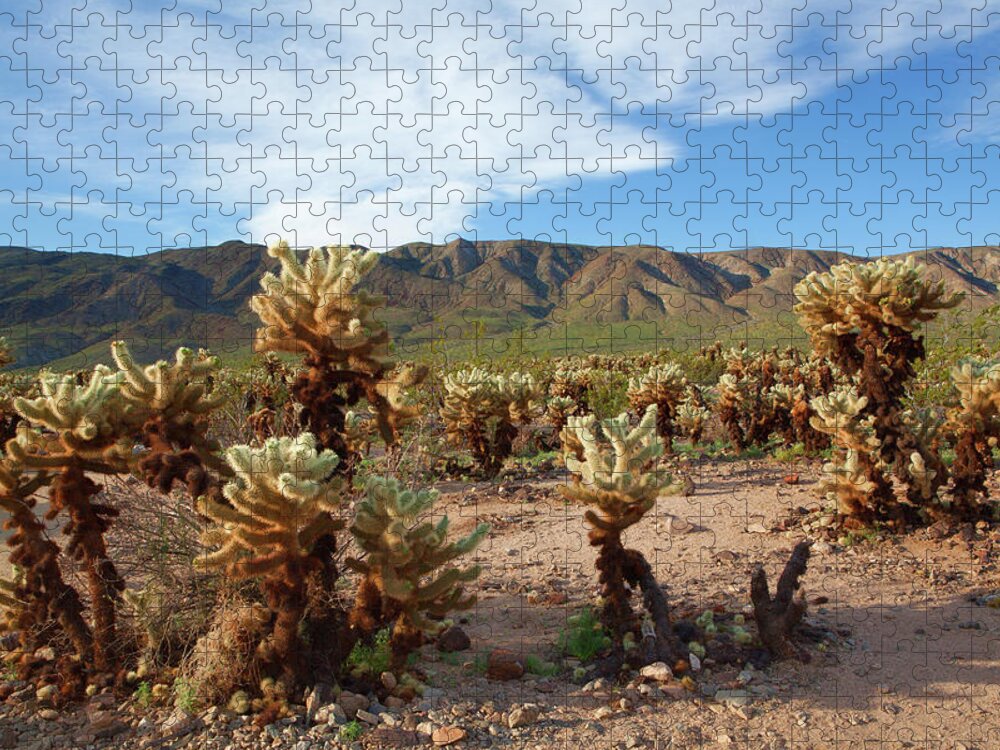 Joshua Tree National Park Jigsaw Puzzle featuring the photograph Cholla Cactus Garden - Joshua Tree National Park by Ram Vasudev