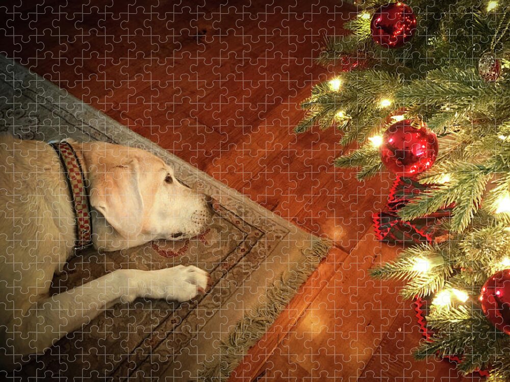 Labrador Jigsaw Puzzle featuring the photograph Christmas Dreams by Allin Sorenson