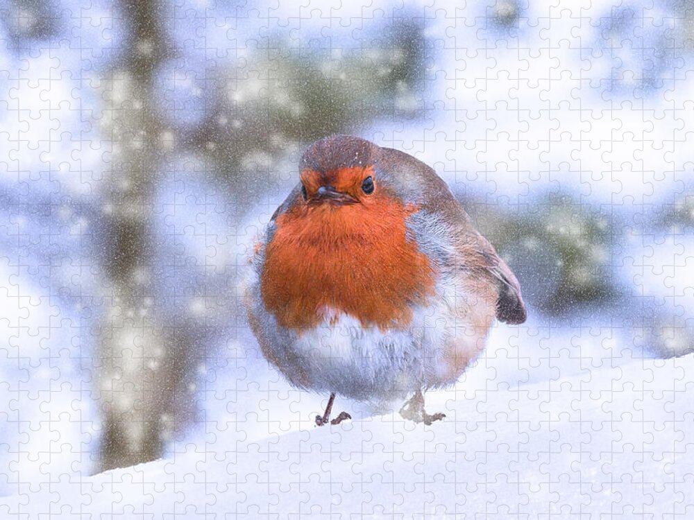 Robin Jigsaw Puzzle featuring the photograph Christmas Robin by Scott Carruthers