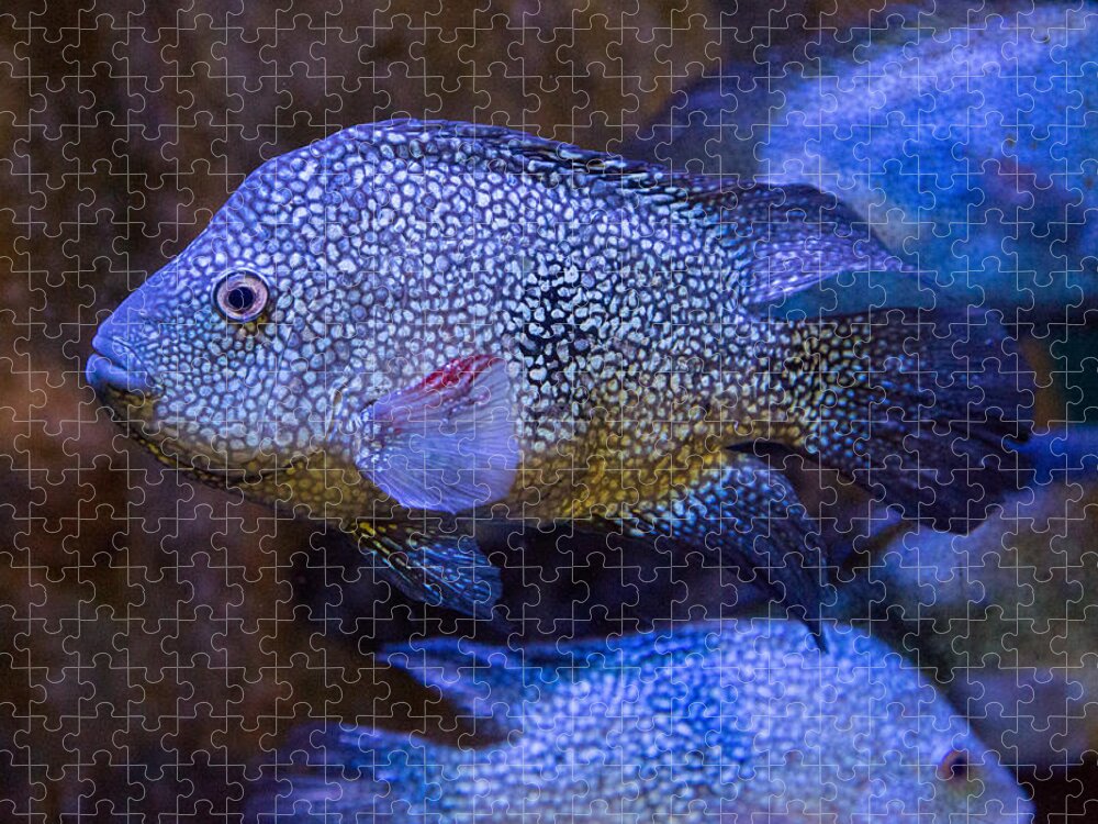 Fish Jigsaw Puzzle featuring the photograph Cichlid by Allan Morrison