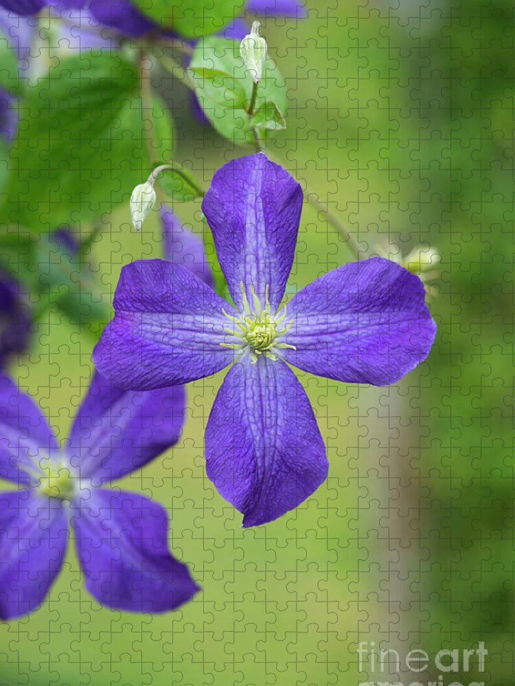 Clematis Jenny Jigsaw Puzzle featuring the photograph Clematis Jenny by Tim Gainey