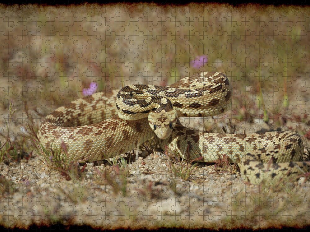 Snake Jigsaw Puzzle featuring the photograph Close Encounter by Ernest Echols