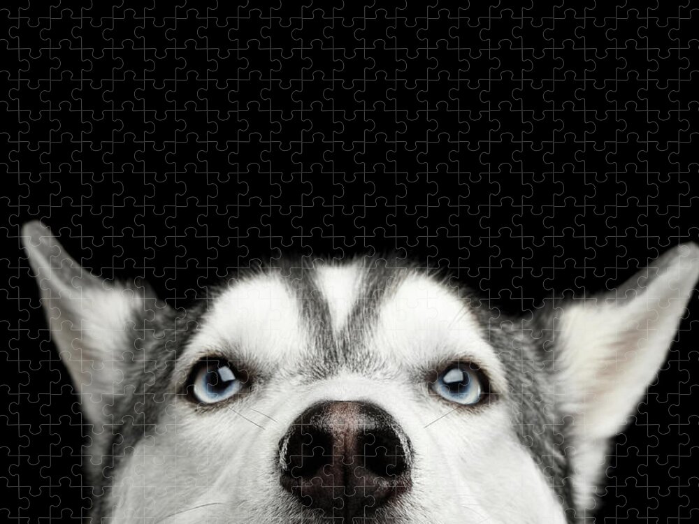 Dog Jigsaw Puzzle featuring the photograph Close-up Head of peeking Siberian Husky by Sergey Taran
