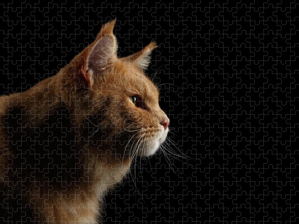 Cat Jigsaw Puzzle featuring the photograph Close-up Portrait Ginger Maine Coon Cat Isolated on Black Background by Sergey Taran