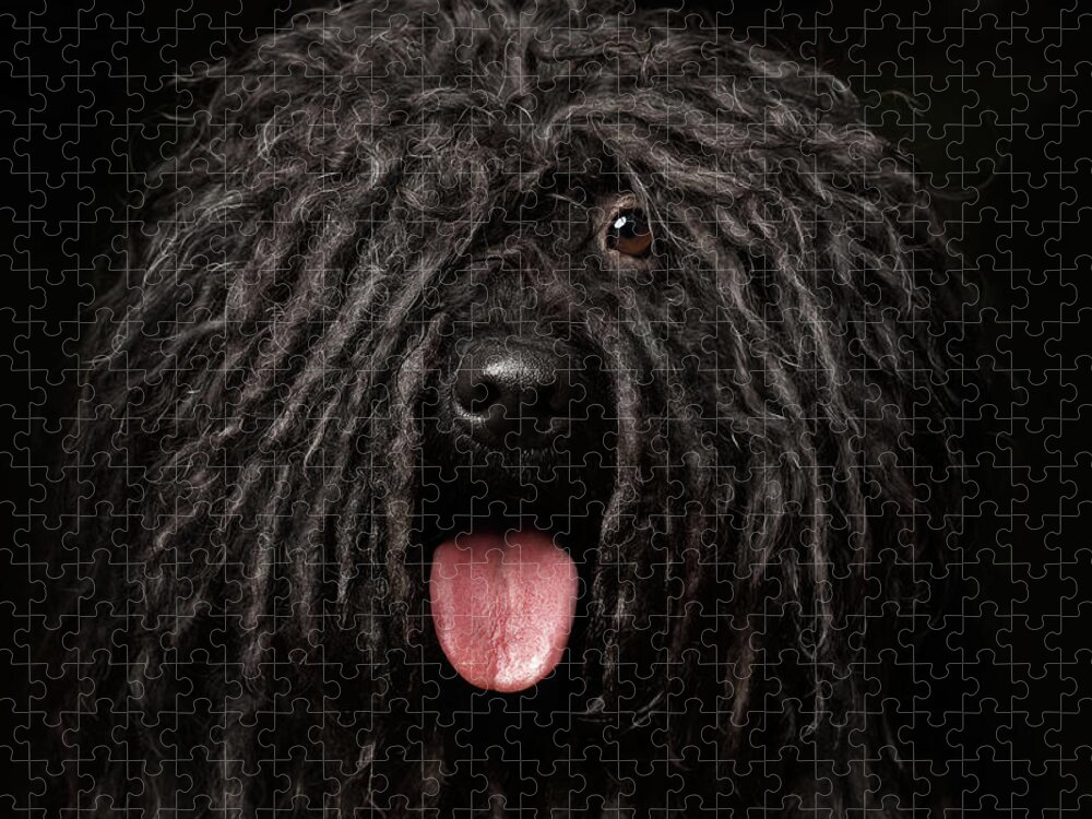 #faatoppicks Jigsaw Puzzle featuring the photograph Close up Portrait of Puli Dog isolated on Black by Sergey Taran