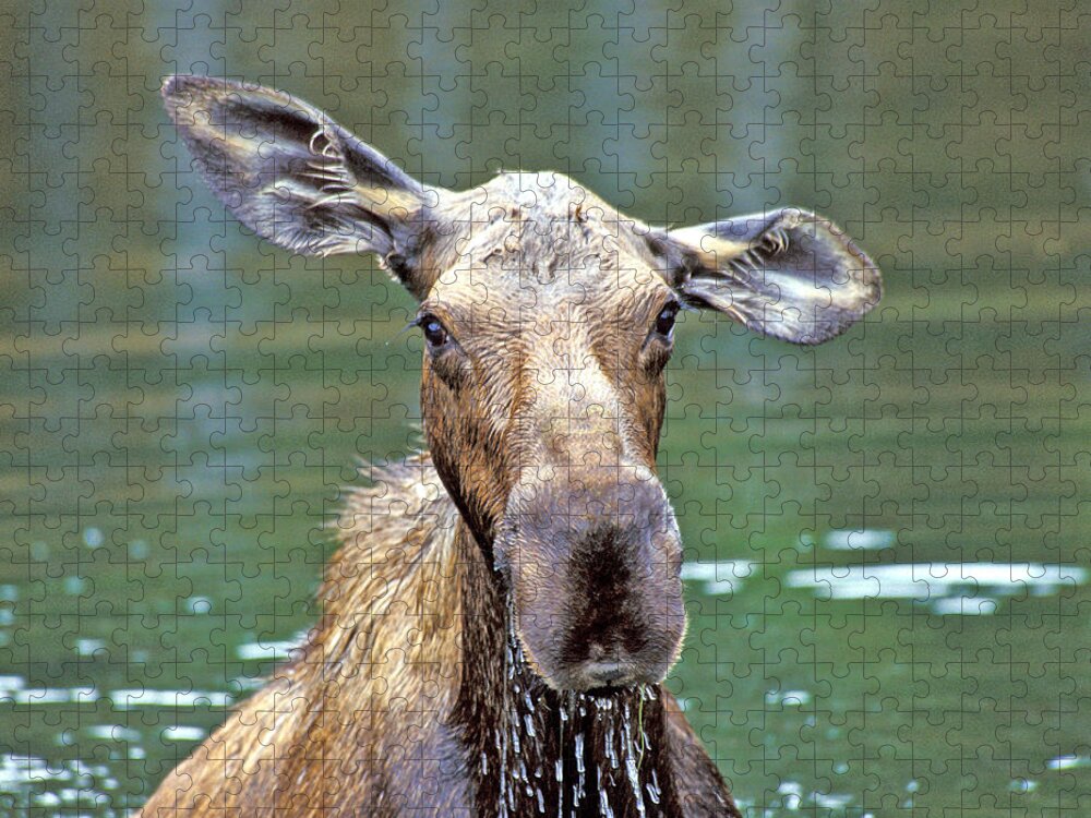 Moose Jigsaw Puzzle featuring the photograph Close Wet Moose by Gary Beeler