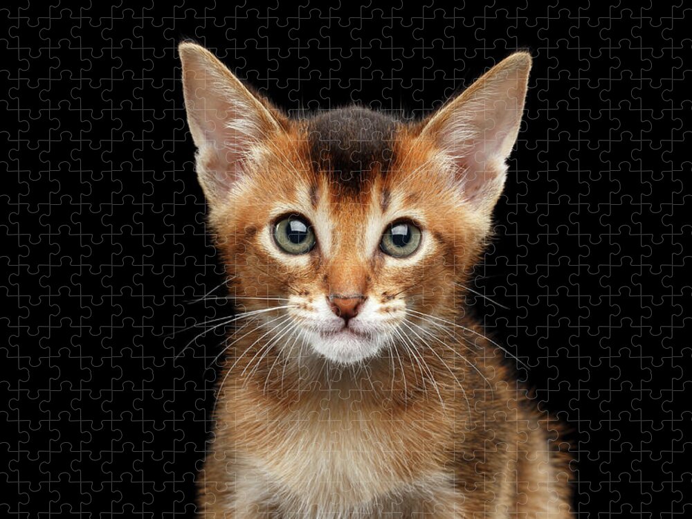 Aby Jigsaw Puzzle featuring the photograph Closeup Abyssinian Kitty Curious Looking in Camera, Isolated Black Background by Sergey Taran