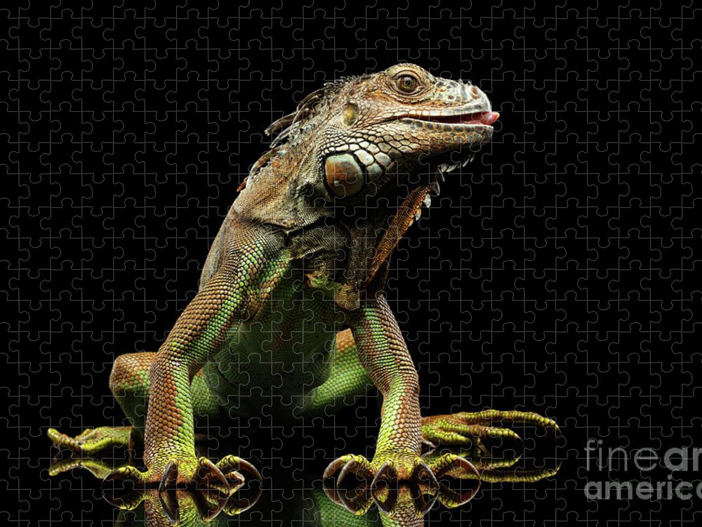 Iguana Jigsaw Puzzle featuring the photograph Closeup Green Iguana Isolated on Black Background by Sergey Taran