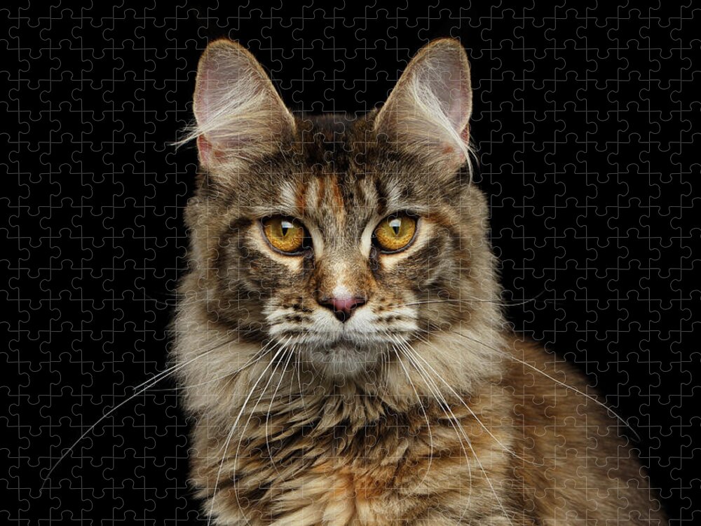 Cat Jigsaw Puzzle featuring the photograph Closeup Maine Coon Cat Portrait Isolated on Black Background by Sergey Taran