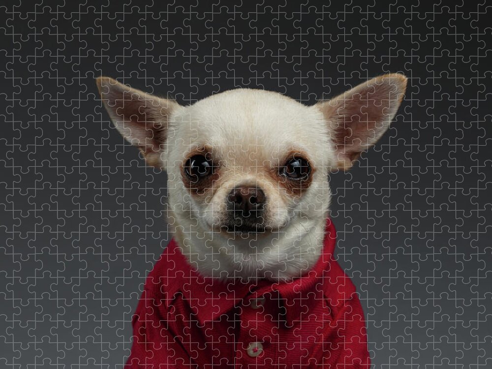 Pet Jigsaw Puzzle featuring the photograph Closeup Portrait Chihuahua dog in stylish clothes. Gray background by Sergey Taran